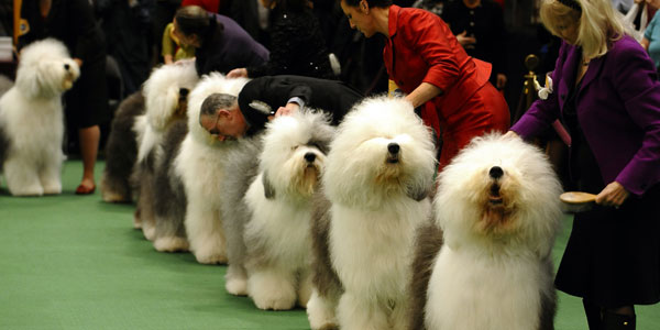 Different dogs joining a dog show