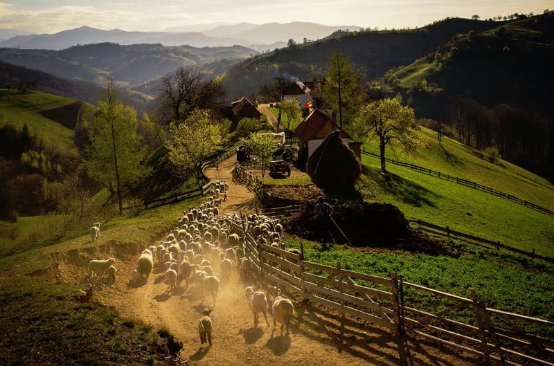 Romanian countryside with sheep