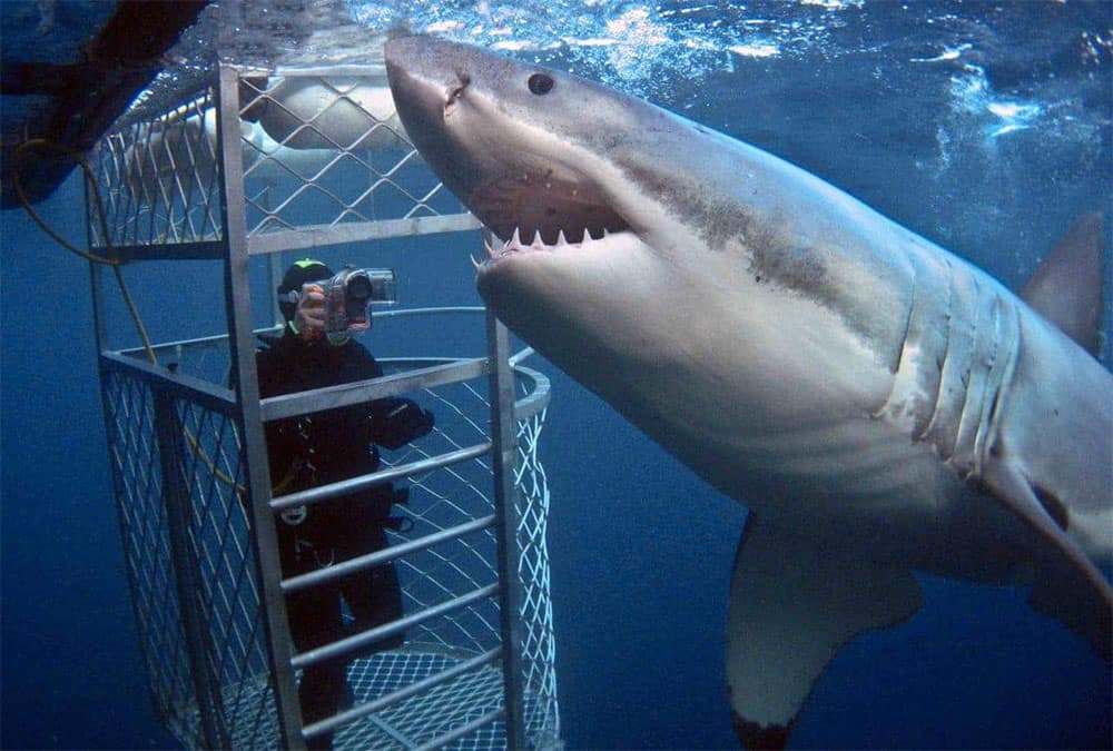 shark cage diving