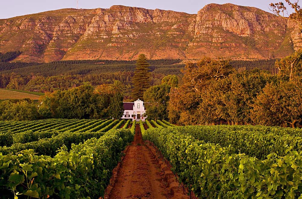 the wine country Cape Town